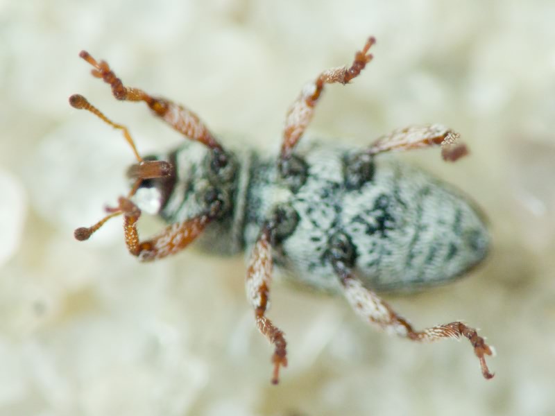 Tychius Germar, 1817